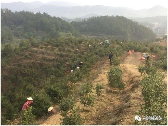 九豐農(nóng)業(yè)七灣基地的又一年油茶籽採摘季節(jié)