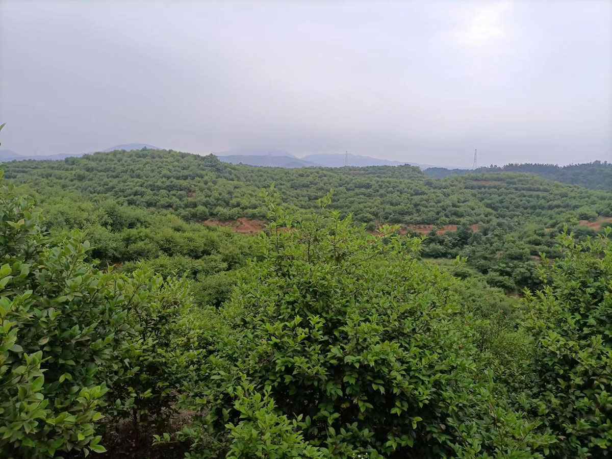 九豐農(nóng)業(yè)南衝基地