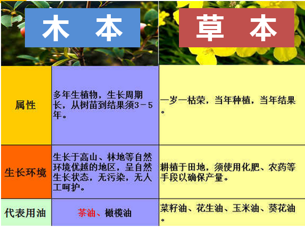 油茶樹（俗稱(chēng)山茶樹）生長(zhǎng)特點(diǎn)